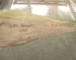 ray freden decoy 2