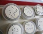 50 Jefferson Nickel Rolls 2