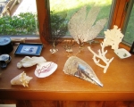 sea-shells