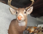 deer mount