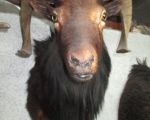 ram mount