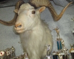 white deer mount